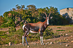 bontebok