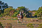 bontebok