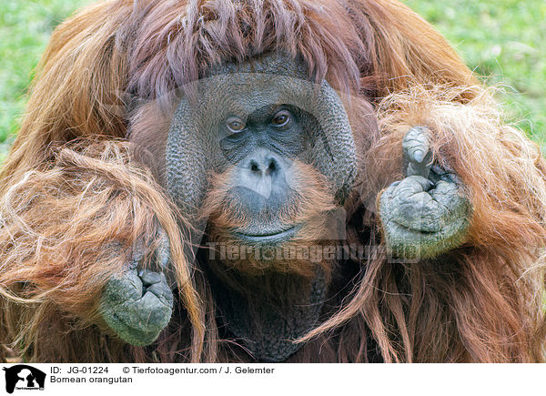 Bornean orangutan / JG-01224