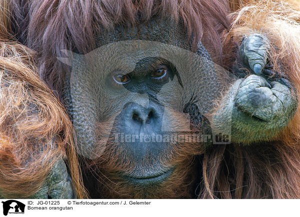 Borneo-Orang-Utan / Bornean orangutan / JG-01225
