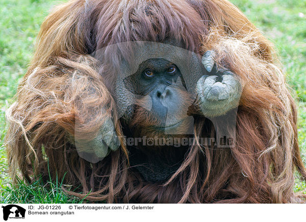 Borneo-Orang-Utan / Bornean orangutan / JG-01226