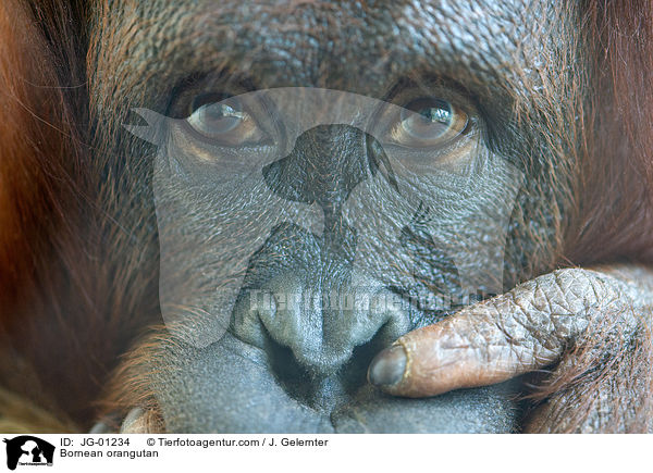 Bornean orangutan / JG-01234
