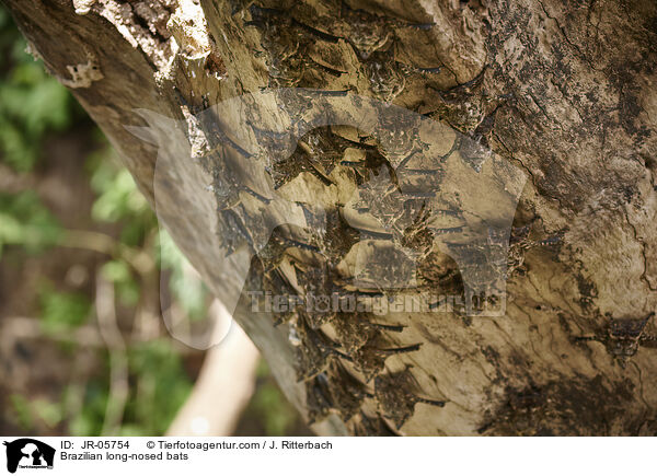 Nasenfledermuse / Brazilian long-nosed bats / JR-05754