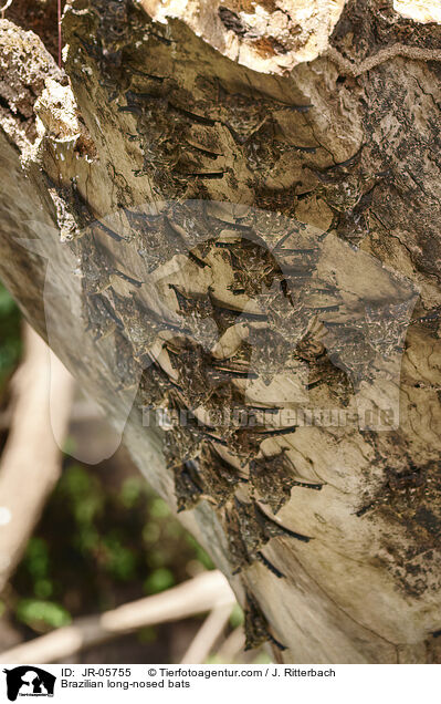 Nasenfledermuse / Brazilian long-nosed bats / JR-05755