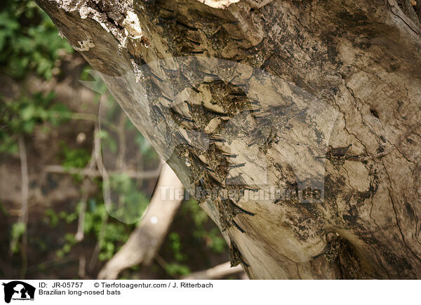 Brazilian long-nosed bats / JR-05757