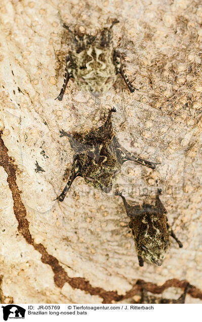 Nasenfledermuse / Brazilian long-nosed bats / JR-05769