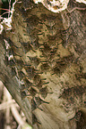 Brazilian long-nosed bats