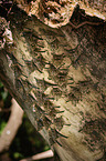 Brazilian long-nosed bats