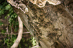 Brazilian long-nosed bats