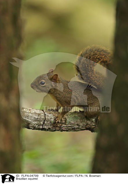 Brazilian squirrel / FLPA-04799