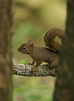 Brazilian squirrel