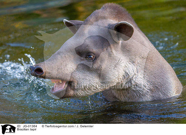 Brazilian tapir / JG-01364