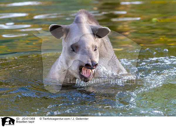 Brazilian tapir / JG-01368