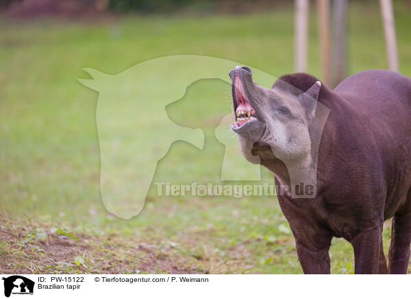 Flachlandtapir / Brazilian tapir / PW-15122