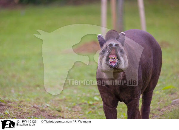 Brazilian tapir / PW-15123