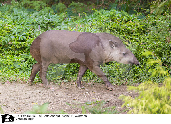Flachlandtapir / Brazilian tapir / PW-15125