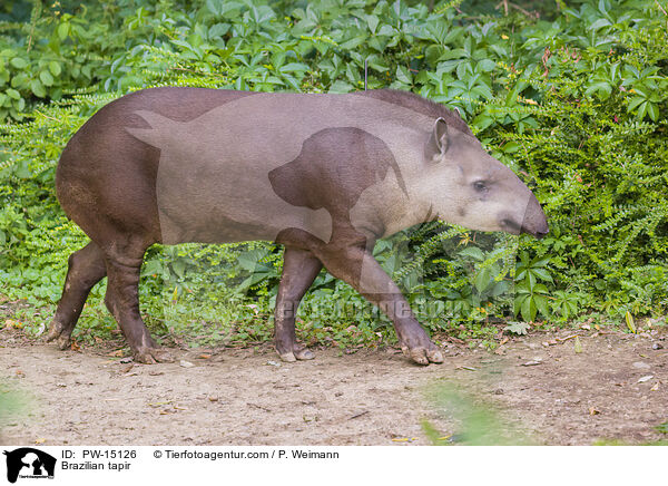 Brazilian tapir / PW-15126