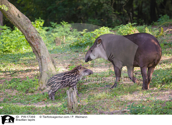 Brazilian tapirs / PW-17369