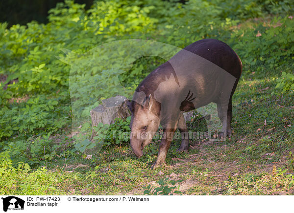 Brazilian tapir / PW-17423