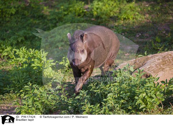 Brazilian tapir / PW-17424
