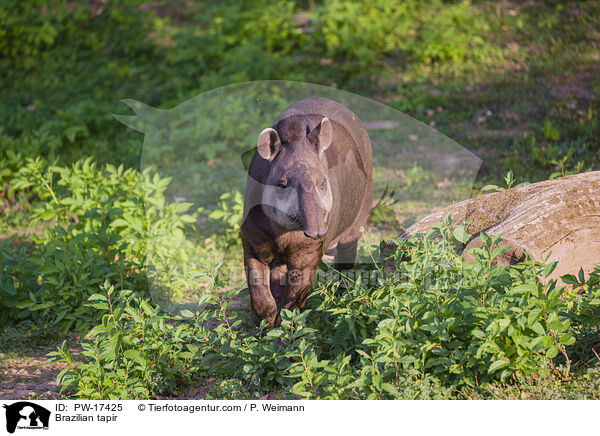 Brazilian tapir / PW-17425
