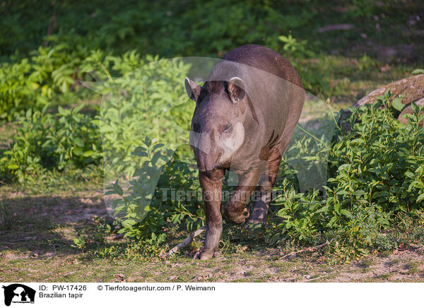 Brazilian tapir / PW-17426