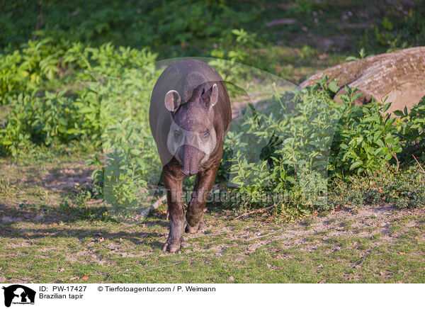Brazilian tapir / PW-17427