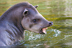 Brazilian tapir