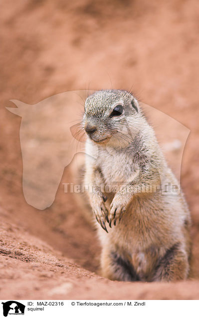 Borstenhrnchen / squirrel / MAZ-02316