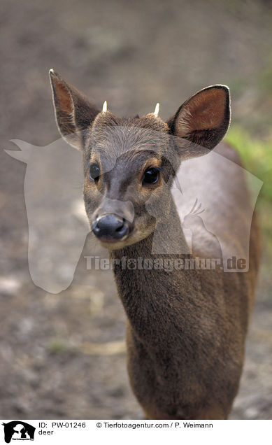 Spiehirsch / deer / PW-01246