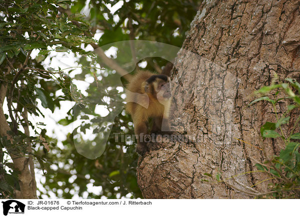 Black-capped Capuchin / JR-01676