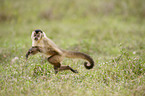 running Black-capped Capuchin