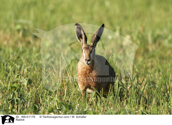 Feldhase im Gras sitzend / Rabbit / WS-01176