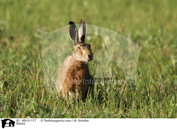 Feldhase im Gras sitzend beim ersten Morgenlicht / Rabbit / WS-01177