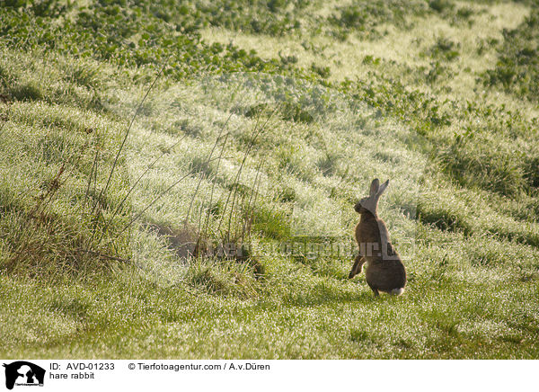 Feldhase / hare rabbit / AVD-01233
