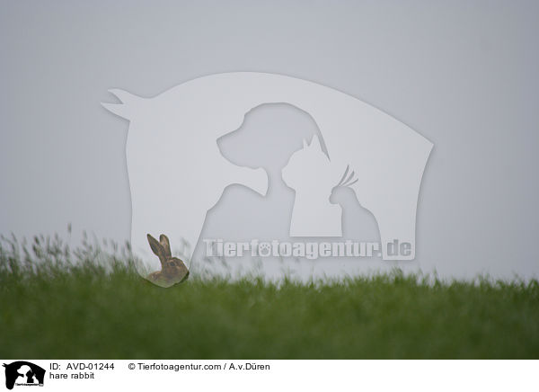 Feldhase / hare rabbit / AVD-01244