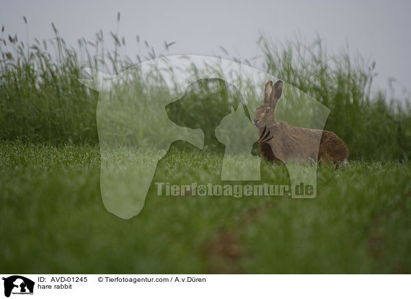 hare rabbit / AVD-01245