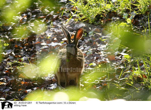 sitzender Feldhase / sitting hare / AVD-01281