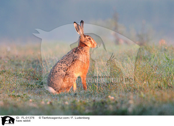 Feldhase / hare rabbit / FL-01376