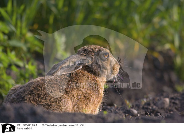 Feldhase / hare rabbit / SO-01891