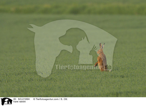 Feldhase / hare rabbit / SO-01894
