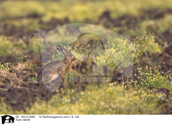 Feldhase / hare rabbit / SO-01895