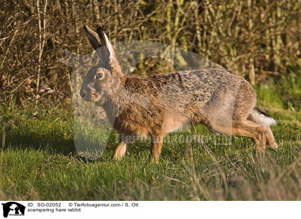 hoppelnder Feldhase / scampering hare rabbit / SO-02052