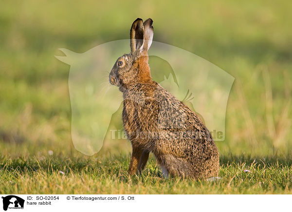 hare rabbit / SO-02054