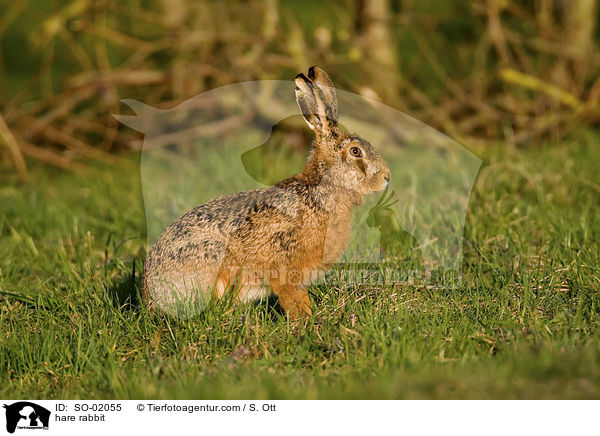 Feldhase / hare rabbit / SO-02055