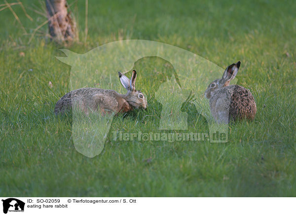 fressender Feldhase / eating hare rabbit / SO-02059