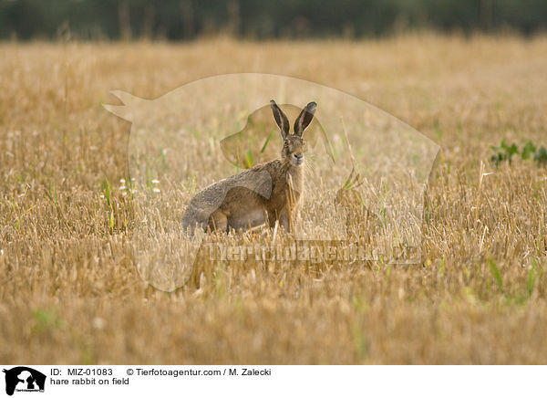 Feldhase im Feld / hare rabbit on field / MIZ-01083