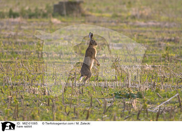 Feldhase / hare rabbit / MIZ-01085