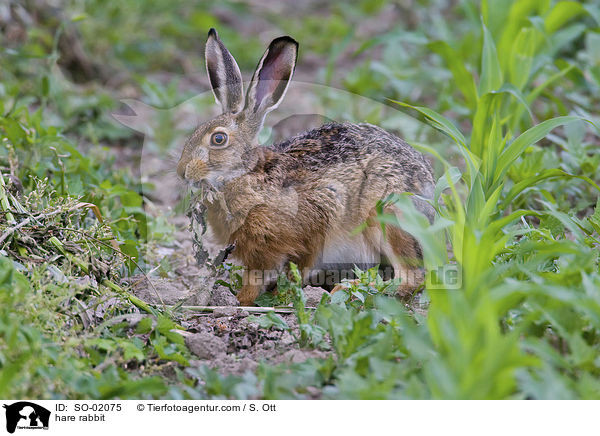 Feldhase / hare rabbit / SO-02075