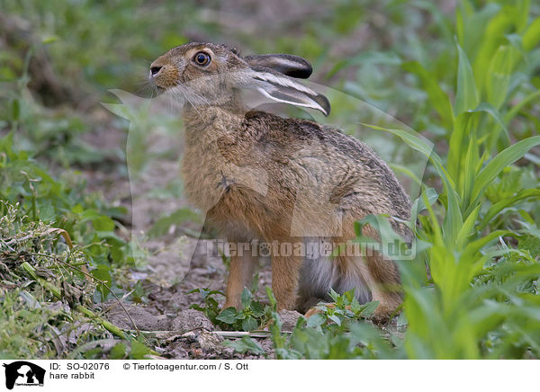 hare rabbit / SO-02076